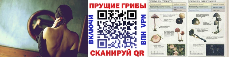 МЕГА как зайти  Кочубеевское  Псилоцибиновые грибы Psilocybe 